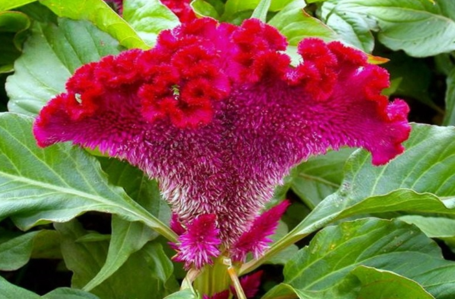 雞冠花功效 雞冠花功效