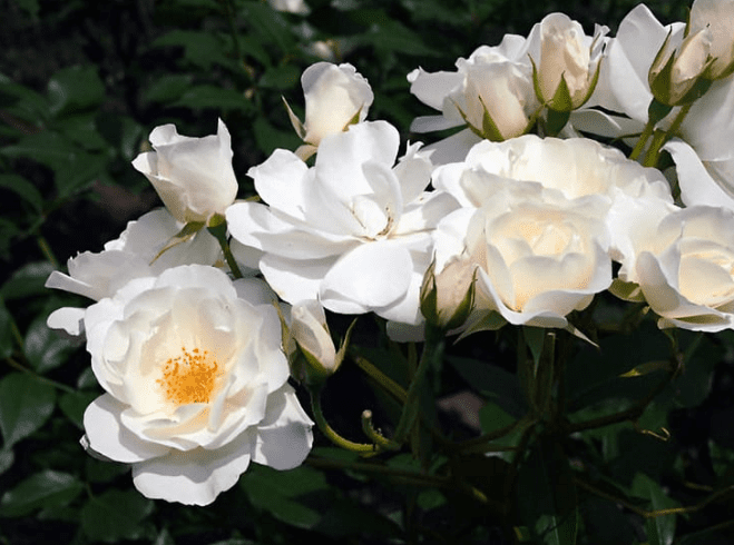 梔子花種植方法 梔子花種植方法