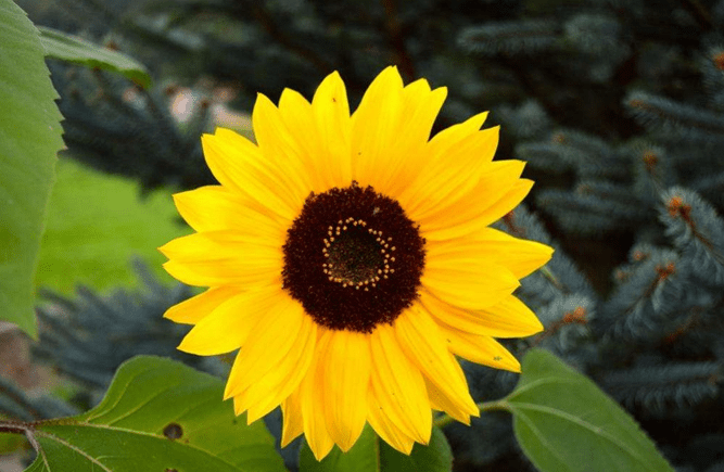 太陽花花語寓意