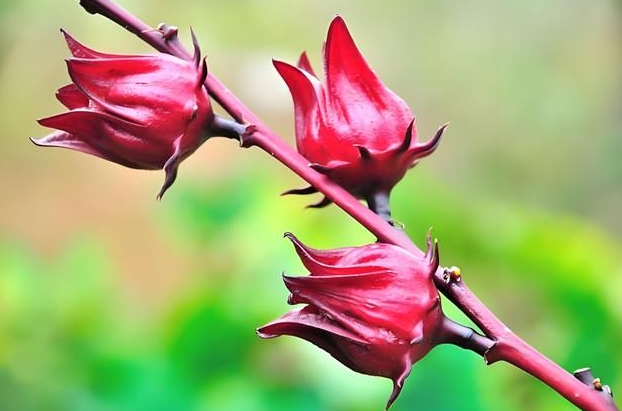 洛神花種植時間​