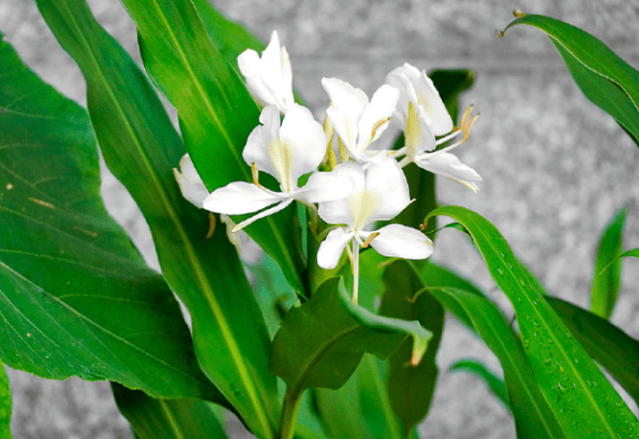 野薑花種植 野薑花種植