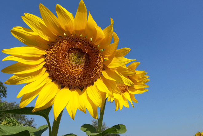 太陽花花語寓意