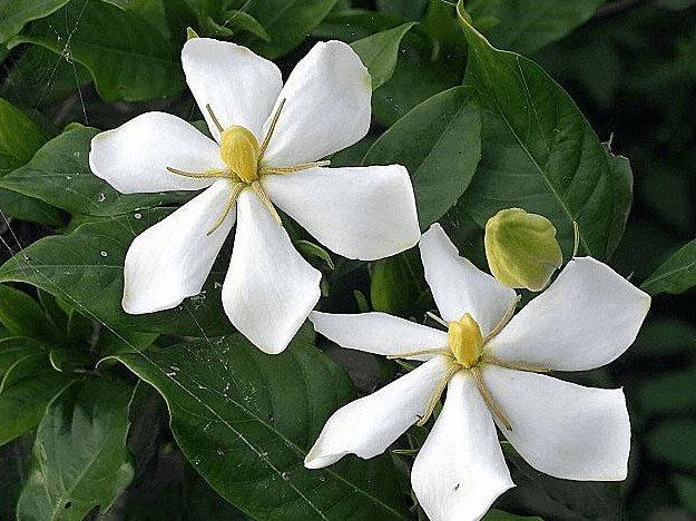 梔子花花期 梔子花花期
