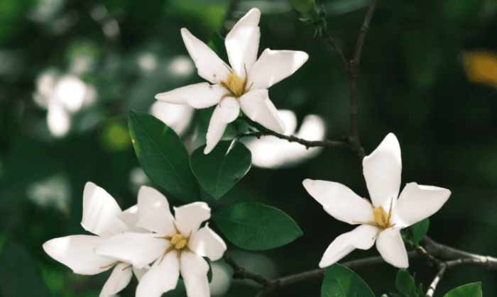 梔子花種植方法 梔子花種植方法