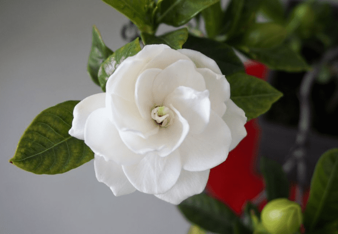梔子花種植方法