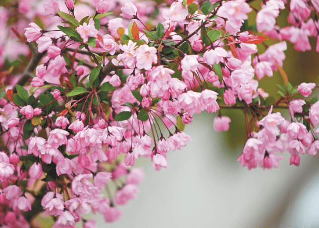 海棠花花語 海棠花花語