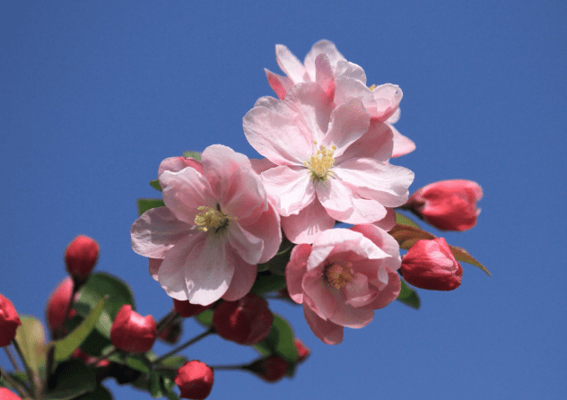 海棠花花期 海棠花花期