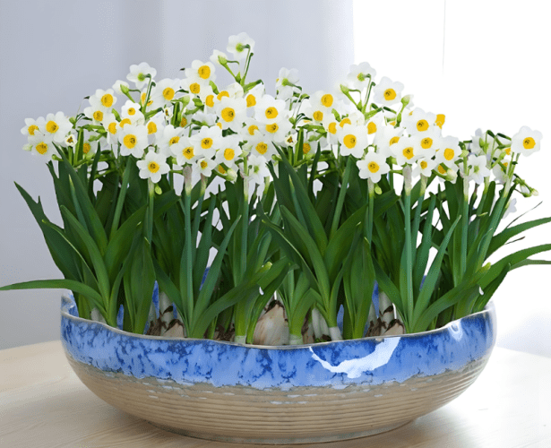 水仙花種植方法 水仙花種植方法