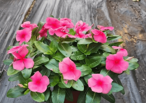 長春花花語 長春花花語