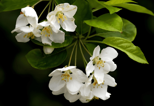 海棠花花期 海棠花花期