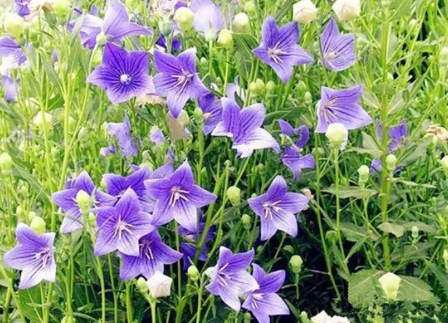 桔梗花種植方法