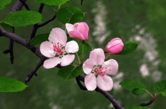 蘋果花 蘋果花