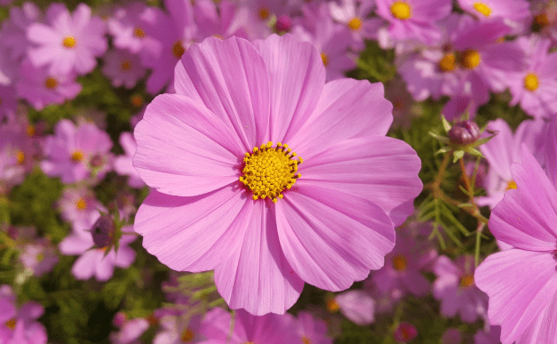 菊花花語含義 菊花花語含義