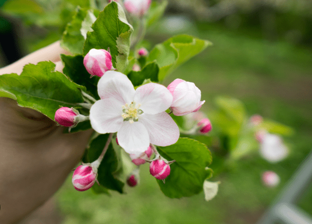 蘋果花花語 蘋果花花語