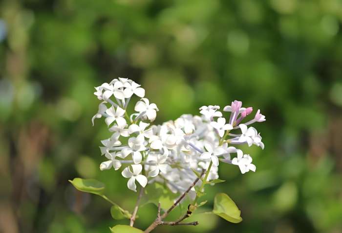 丁香花品種 丁香花品種