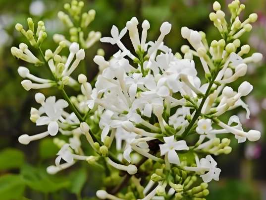 丁香花品種 丁香花品種