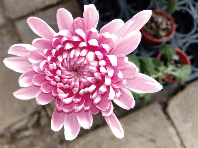 菊花花語含義 菊花花語含義