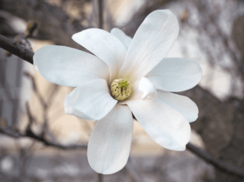 辛夷花花語 辛夷花花語