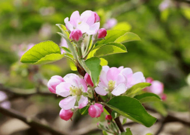 蘋果花功效 蘋果花功效