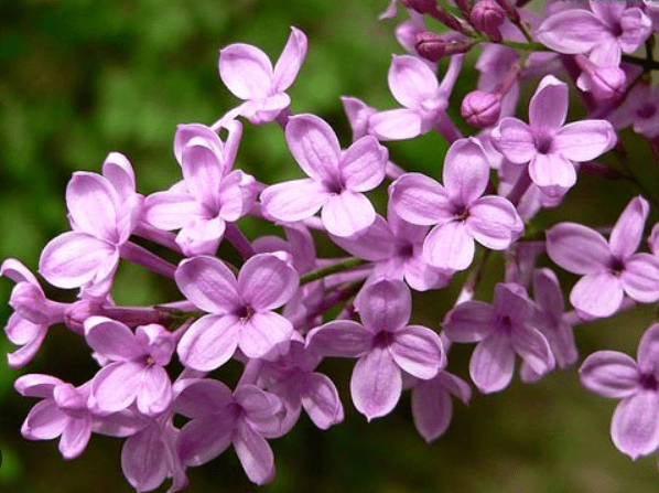丁香花 丁香花