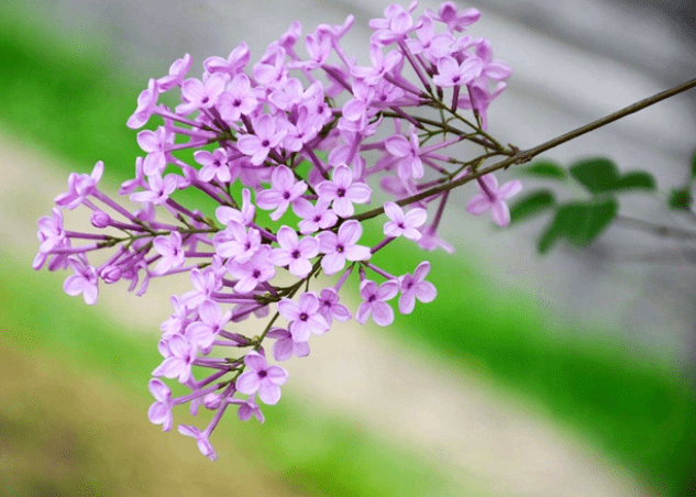 丁香花種植方法 丁香花種植方法