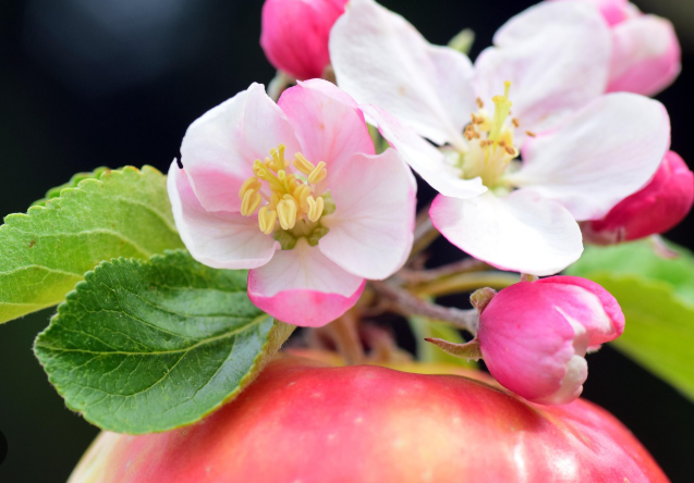 蘋果花花語 蘋果花花語