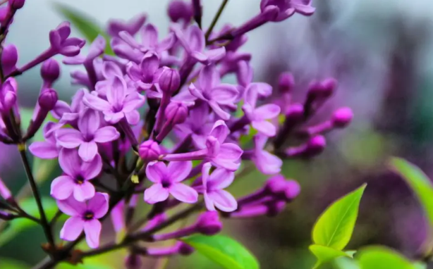 丁香花花語 丁香花花語