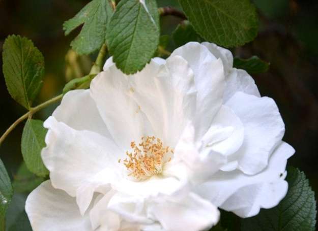 荼蘼花花期 荼蘼花花期
