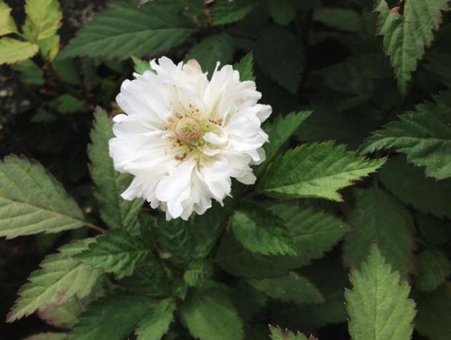 荼蘼花花語 荼蘼花花語