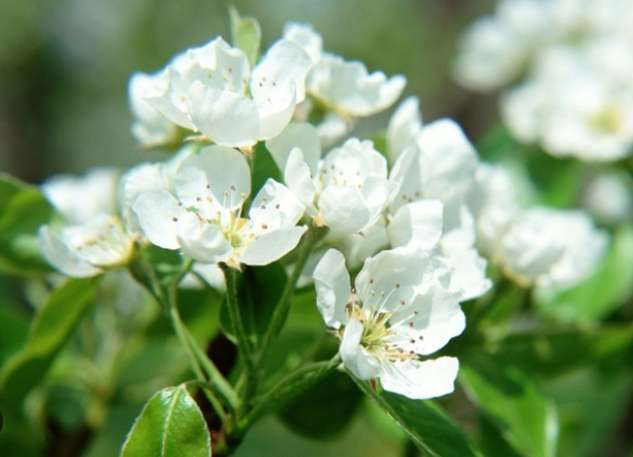 荼蘼花花期 荼蘼花花期