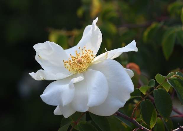 荼蘼花花期 荼蘼花花期