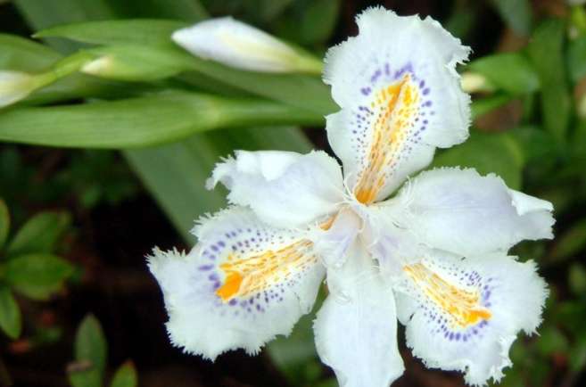 蝴蝶花種植 蝴蝶花種植