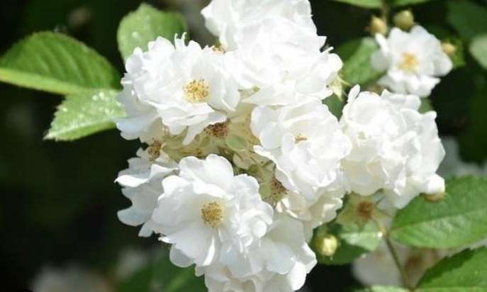 荼蘼花花期 荼蘼花花期