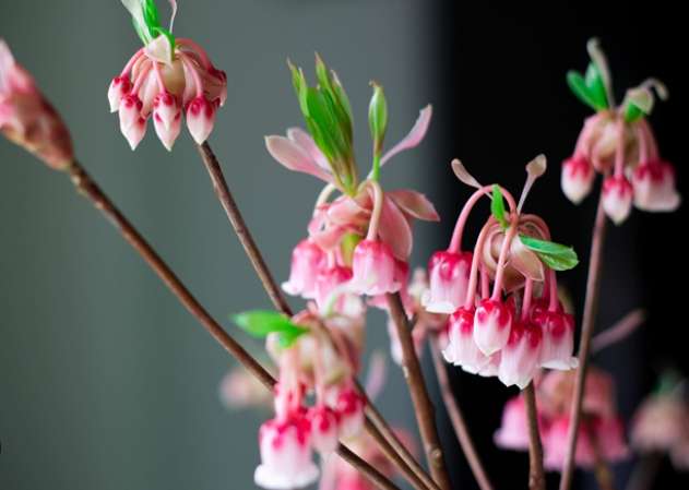 吊鐘花花語 吊鐘花花語