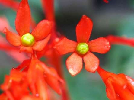 龍船花花語
