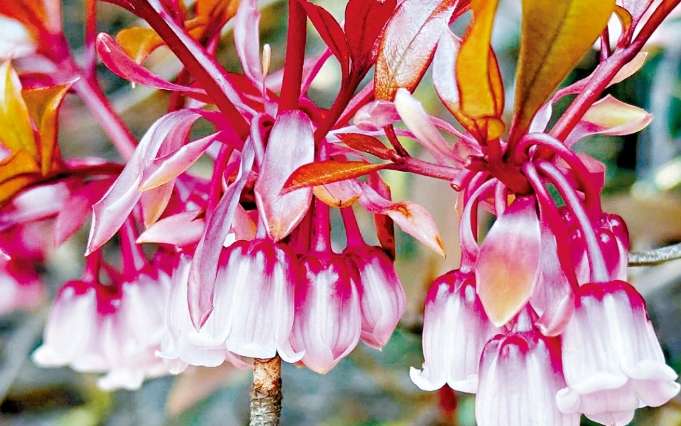 吊鐘花花期 吊鐘花花期