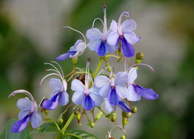 蝴蝶花花語 蝴蝶花花語