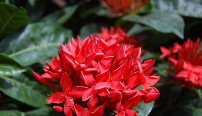 龍船花特徵