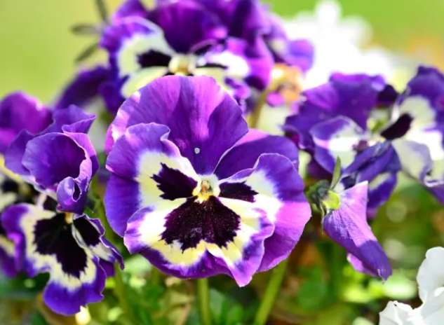 蝴蝶花花語 蝴蝶花花語