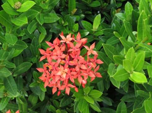 龍船花種植方法