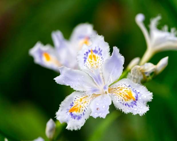 蝴蝶花花語 蝴蝶花花語