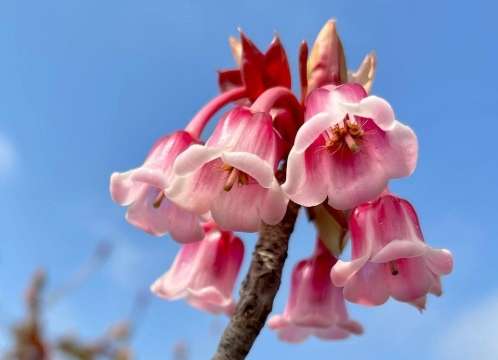 吊鐘花花語 吊鐘花花語