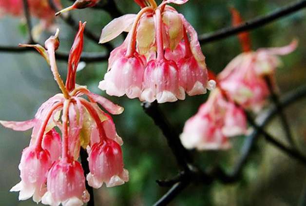 吊鐘花花期 吊鐘花花期