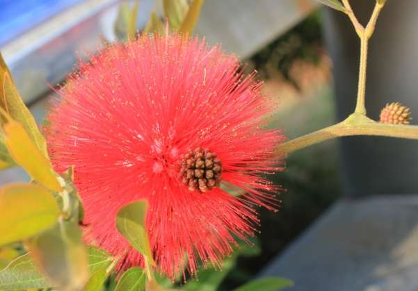 合歡花功效 合歡花功效