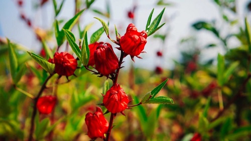 洛神花種植 洛神花種植