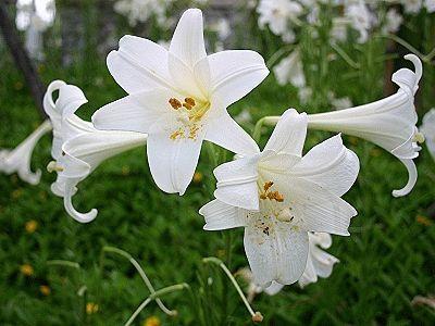 百合花種植