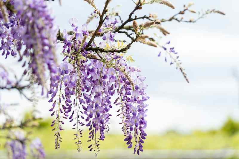 紫藤花花语象征