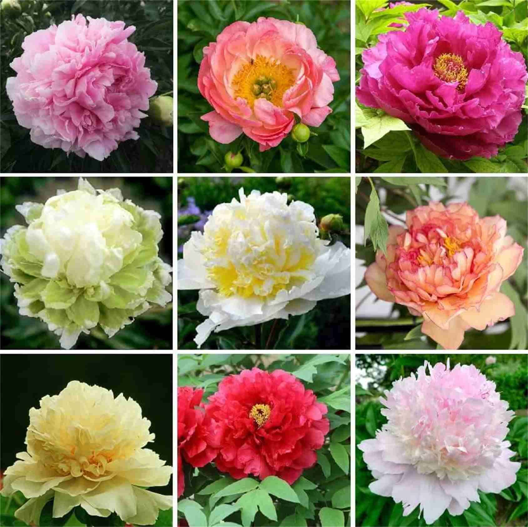 牡丹花品種