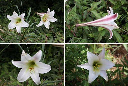 百合花種類