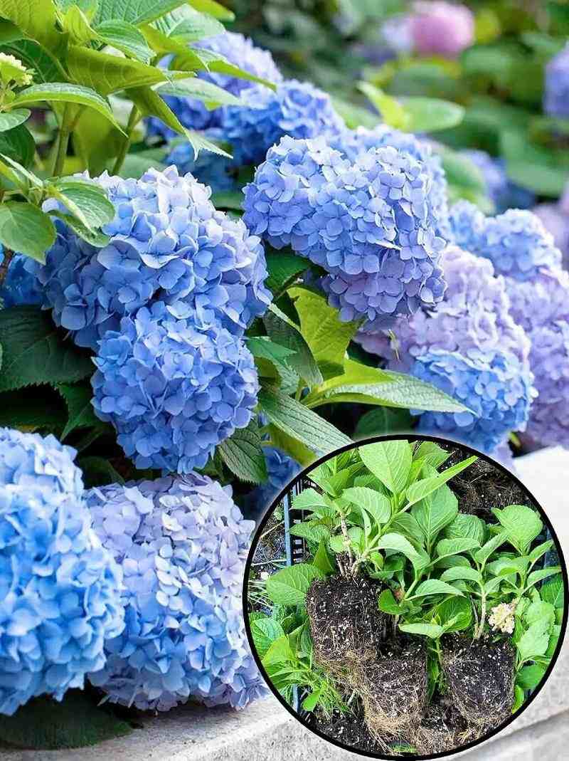 繡球花花期 繡球花花期